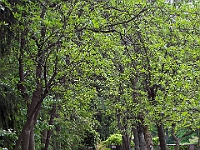 NJ Botanical Gardens 8